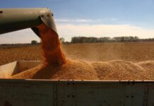 Polonia, Ungaria și Slovacia întorc macazul și interzic importul de cereale și alimente din Ucraina!
